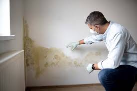 Best Environmental Consulting for Mold Prevention  in Wyndmoor, PA